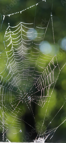 Cobweb glistening in the morning fog against green bokeh background photo