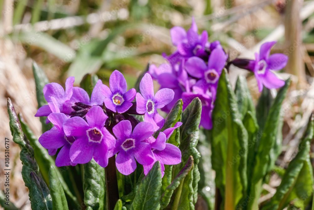 Chukchi Primrose (Primula tschuktschorum) at St. George Island, Pribilof Islands, Alaska, USA Chukchi Primrose (Primula tschuktschorum) at St. George Island, Pribilof Islands, Alaska, USA