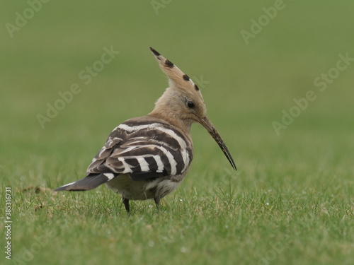 Hoopoe, Upupa epops © Erni