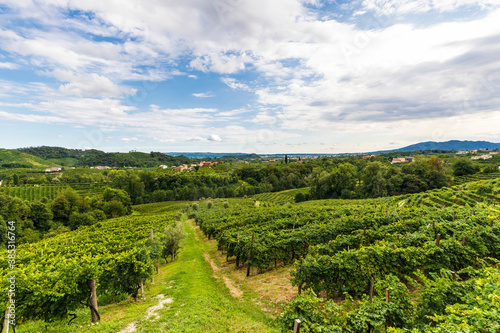 The vineyards of the Prosecco hills in the Veneto region