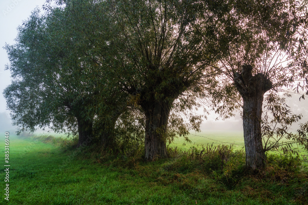 Jesienny krajobraz spowity mgłą , Podlasie, Polska Jesienny krajobraz spowity mgłą , Podlasie, Polska