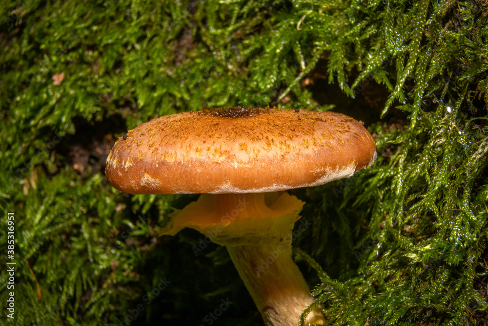 A closeup picture of a fungus in a forest. Green moss in the background. Picture from Bokskogen, Malmo, southern Sweden A closeup picture of a fungus in a forest. Green moss in the background. Picture from Bokskogen, Malmo, southern Sweden