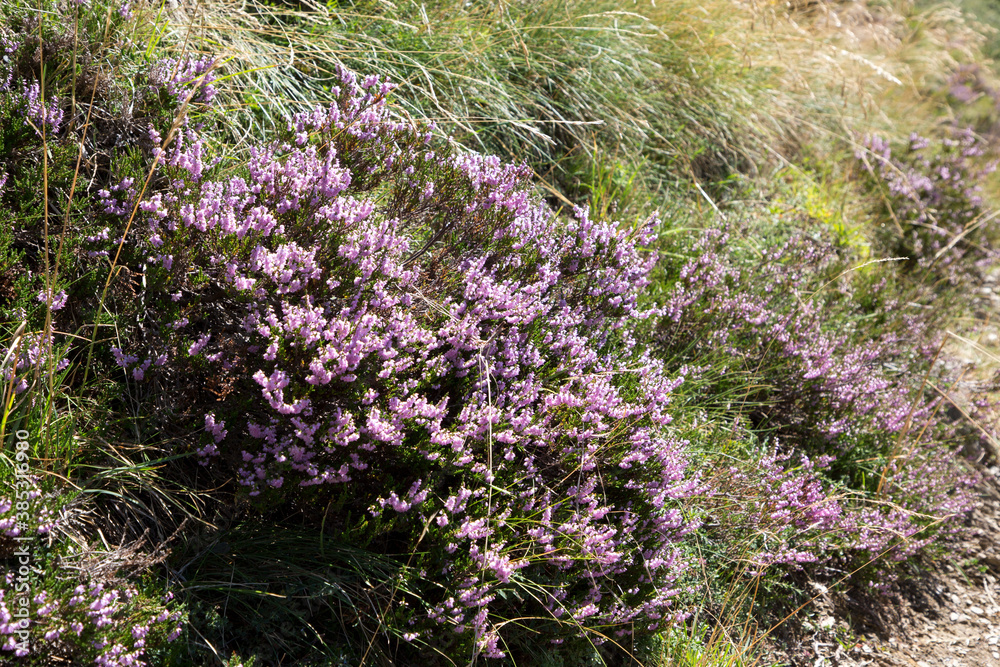 bruyère Pyrénées