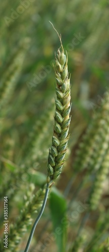 cereale