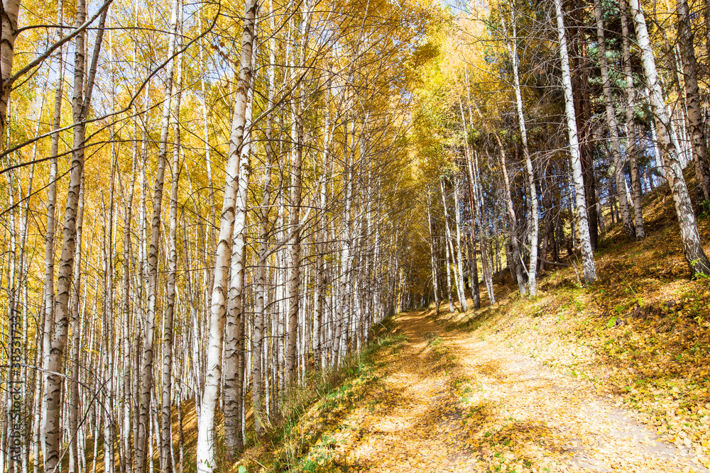 Fototapeta premium Autumn landscape. Beautiful birch trees. Walk in the birch forest. Natural background. Place to insert text.