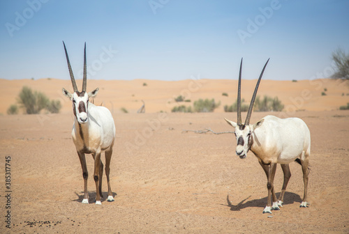 arabian oryx in a desert near Dubai © katiekk2
