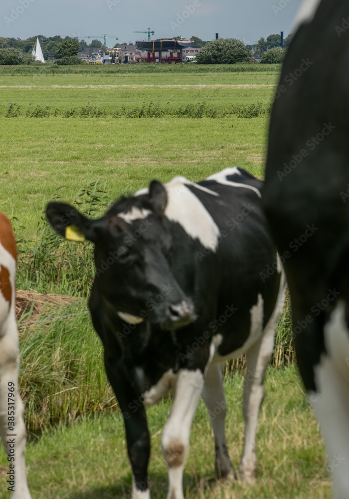 Cows on a dike. Dutch meadows near the river. Transport on a pontoon on the river of a super sailing yacht. Cows on a dike. Dutch meadows near the river. Transport on a pontoon on the river of a super sailing yacht.