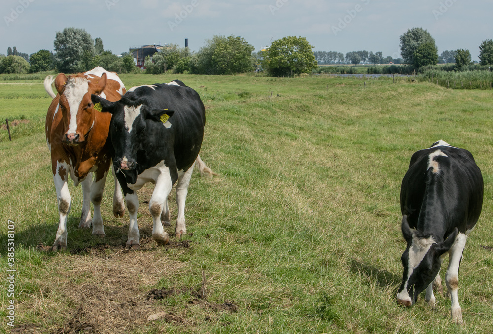 Cows on a dike. Dutch meadows near the river. Transport on a pontoon on the river of a super sailing yacht.