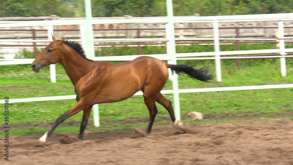 Purebred bay stallion runs fast in paddock Purebred bay stallion runs fast in paddock