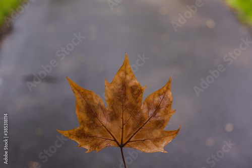 dry leaf. autumn background