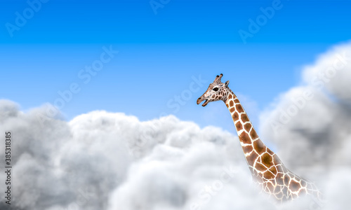giraffe looking above the clouds. © tiero