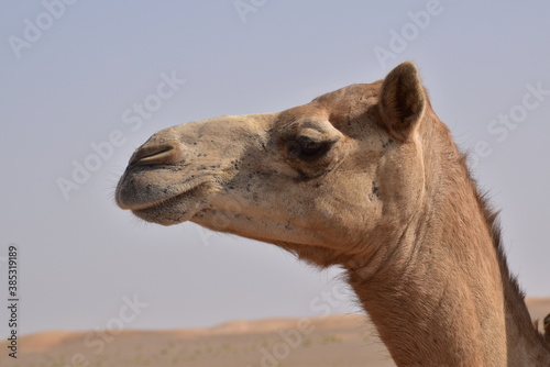 Closeup shot of camel s head.A view from Abu Dhabi desert.