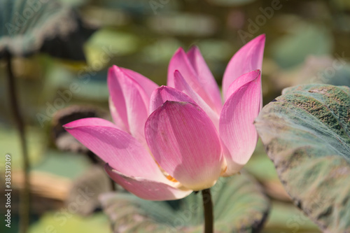 Beautiful lotus flower in the pond. This is the flower of the Buddha.