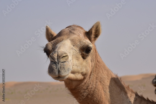 Closeup shot of camel's head.A view from Abu Dhabi desert.