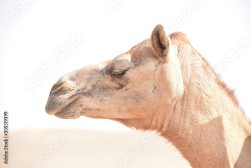 Closeup shot of camel's head.A view from Abu Dhabi desert. © Amel