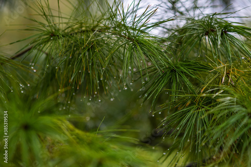 branches of pine needles with rain drops. autumn background.