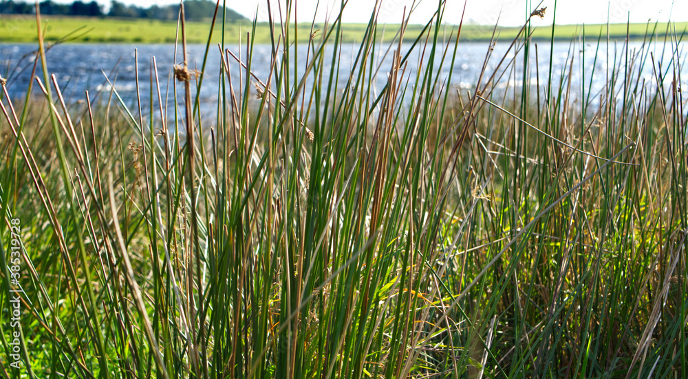 Lakeside grasses and plants around Dozmary Pool, Altarnun, Bodmin Moor, Cornwall