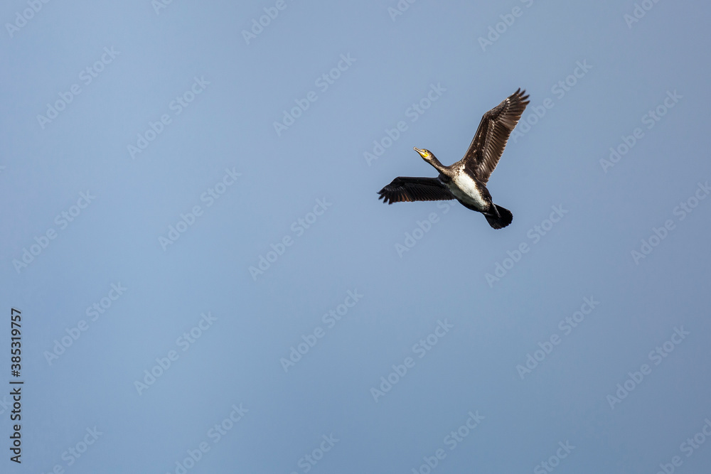 View from below of a Great Cormorant in flight. Phalacrocorax carbo. Valparaíso Reservoir, Zamora, Spain. View from below of a Great Cormorant in flight. Phalacrocorax carbo. Valparaíso Reservoir, Zamora, Spain.