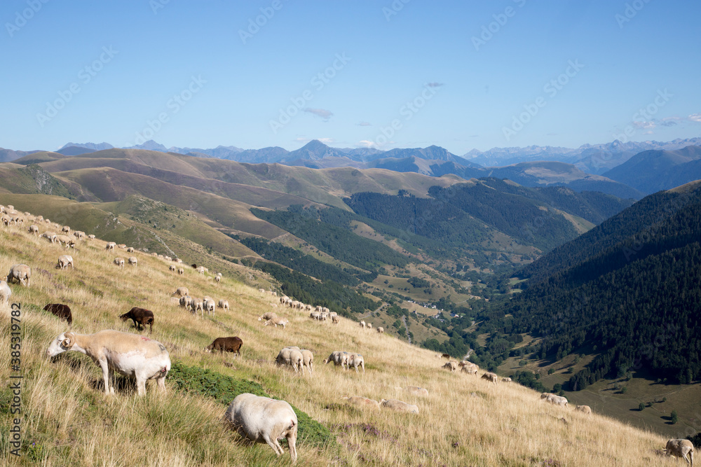 brebis au pâturage dans les Pyrénées