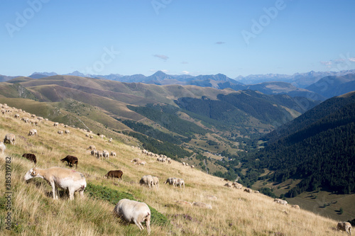 brebis au pâturage dans les Pyrénées