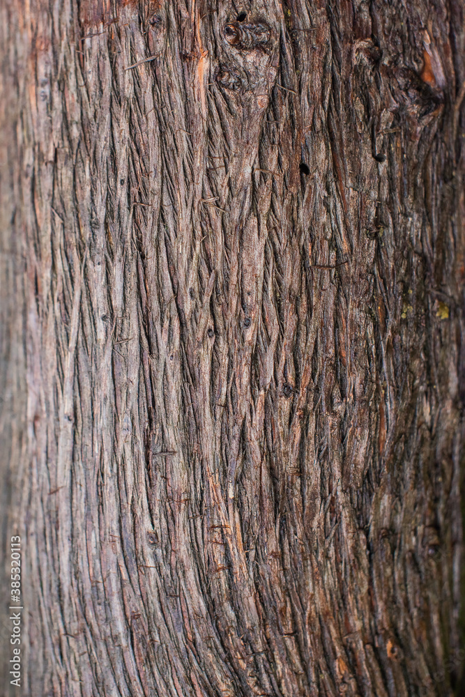 bark of a tree bark of a tree