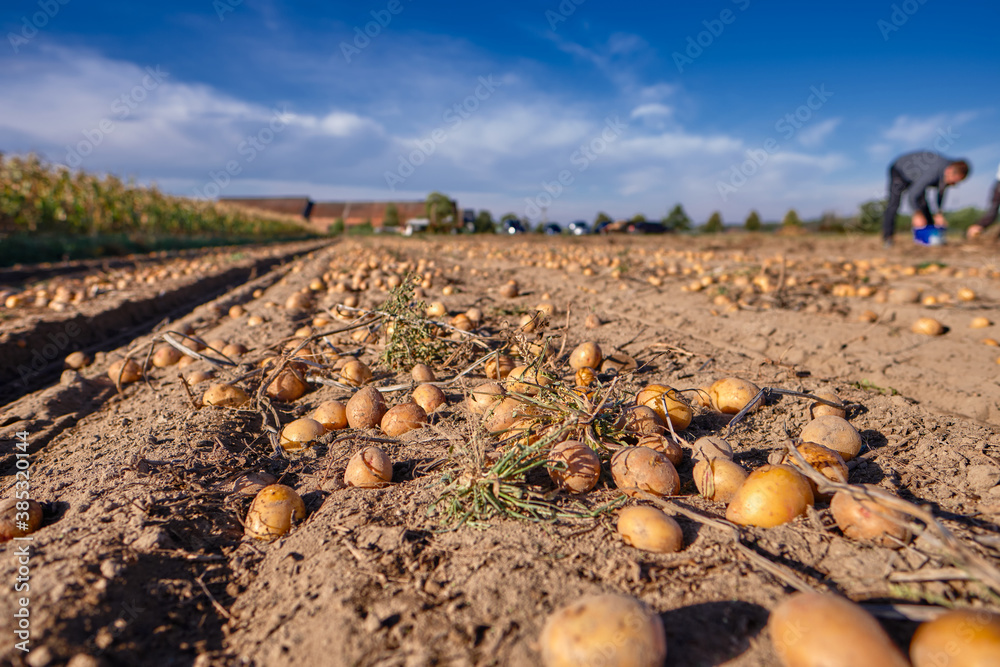 Fototapeta premium Potato harvest in sunshine in autumn, fresh organic potatoes in the field. 