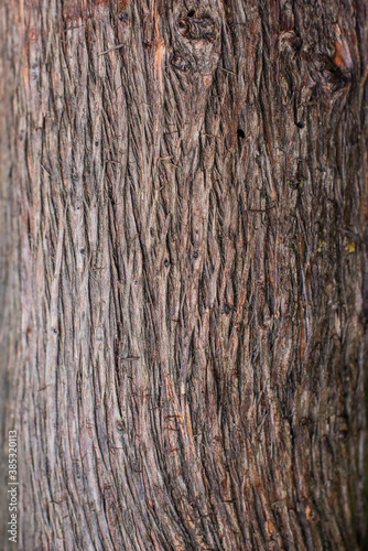 bark of a tree