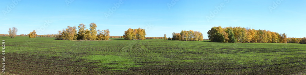 Panorama with a wheat field in autumn in the Altai in Russia