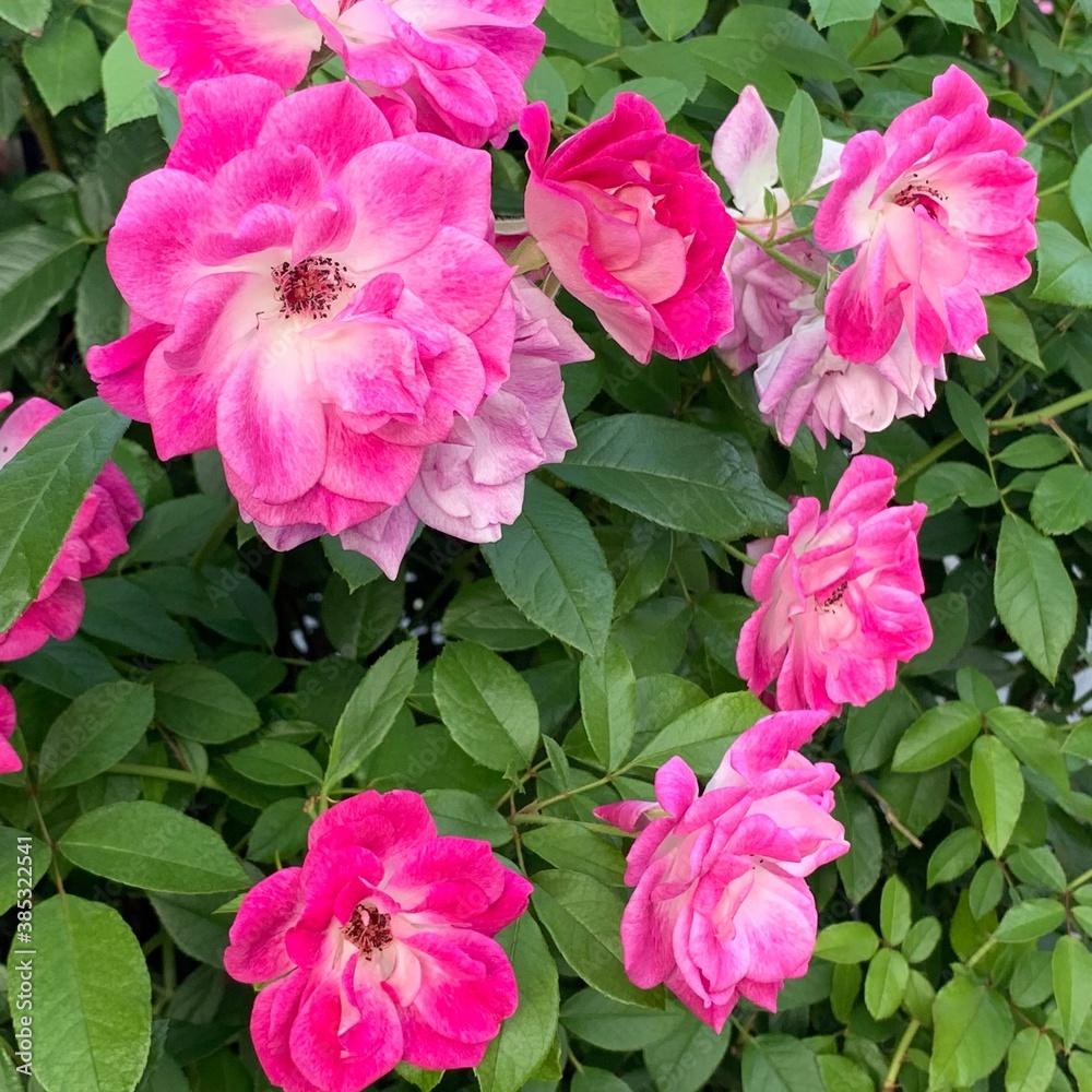 pink flowers in a garden pink flowers in a garden