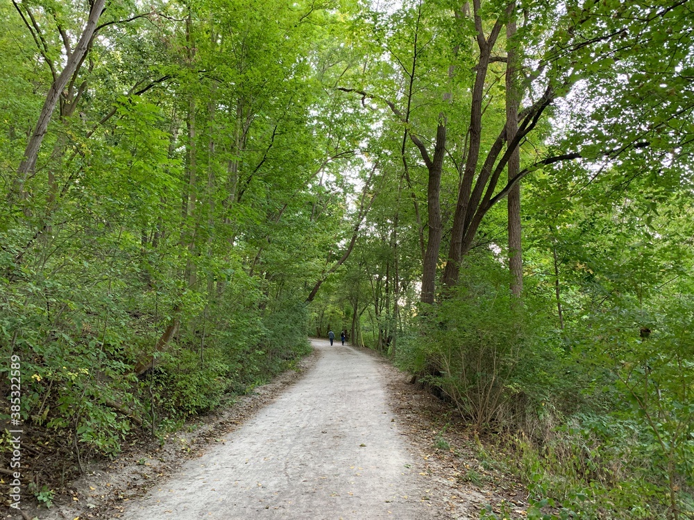 Obraz premium path in the forest