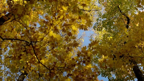 The camera passes in the forest under the yellow autumn branches of trees