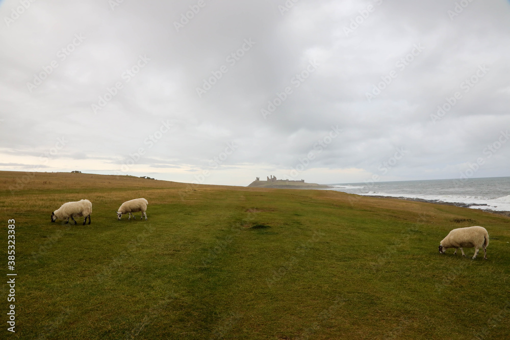Fototapeta premium Sheeps on the grass in scotland