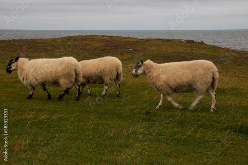 Sheeps on the grass in scotland