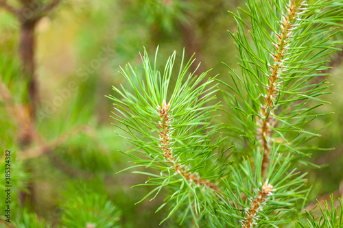 pine young green branch with needles on a blurred background of small pines
