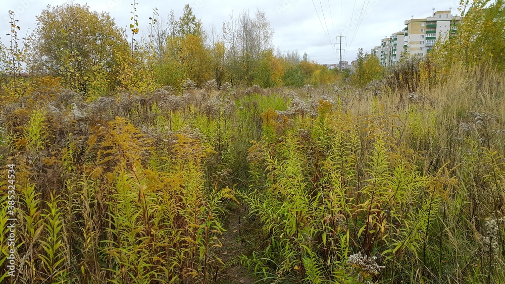 grass grass