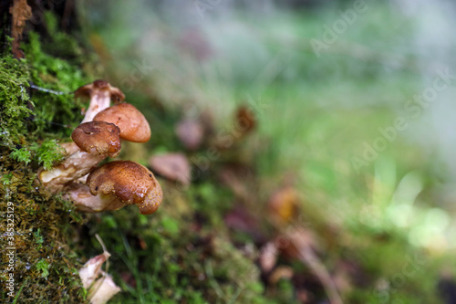 Mushrooms in a dark forest