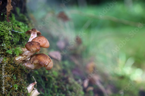 Mushrooms in a dark forest
