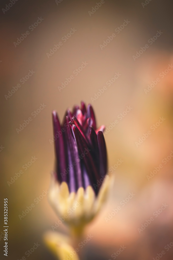 Defocused purple blooming aster flower in soft light on bokeh background. Defocused purple blooming aster flower in soft light on bokeh background.