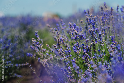 Close up of flowers in purple lavender field.