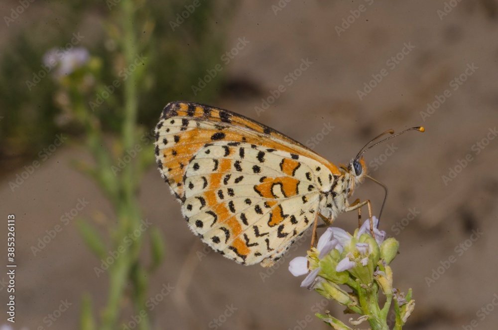 Obraz premium Close up of butterfly Melitaea didyma on flower
