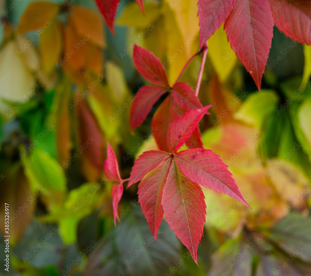Red leaves of decorative grapes in autumn garden Red leaves of decorative grapes in autumn garden