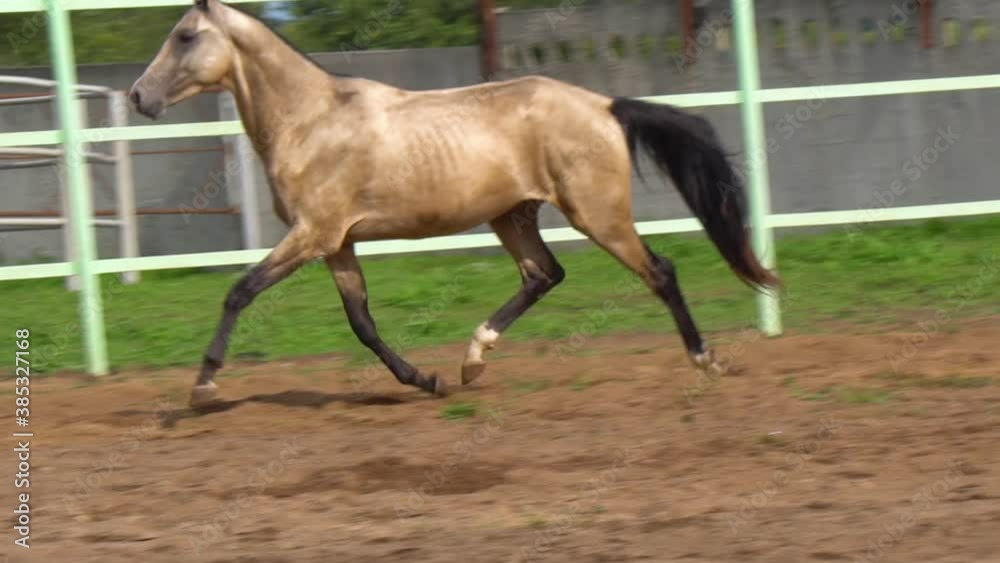 Horse showing a great trot in paddock at slow-motion Horse showing a great trot in paddock at slow-motion