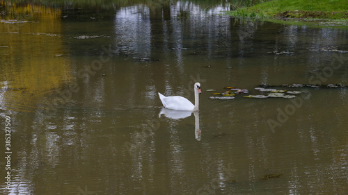 swan lake in scotland