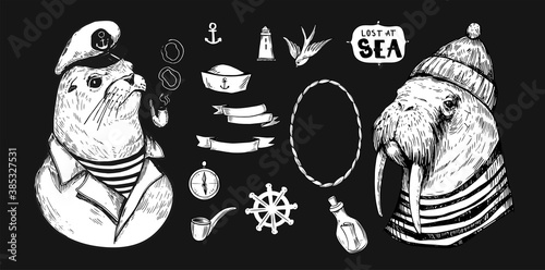 Sketch of a walrus in a cap and sailor shirt. Seal. Sea objects. Hand drawn illustration converted to vector