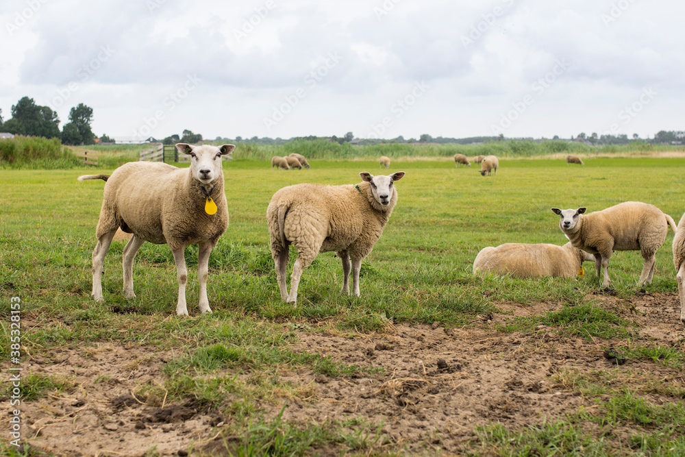 Group of sheep in a Dutch meadow