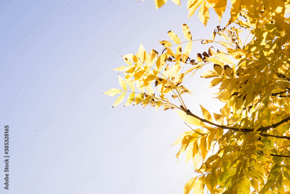 tree an autumn forest tree an autumn forest