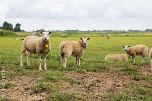 Group of sheep in a Dutch meadow