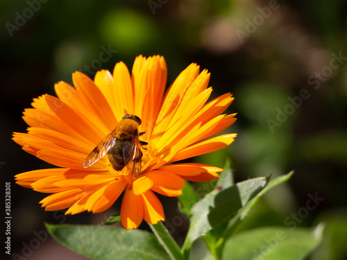 Bee fly on calendula flower closeup