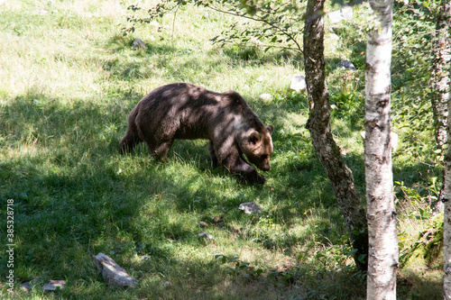 ours des Pyrénées