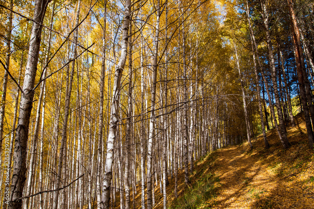 Fototapeta premium Autumn landscape. Beautiful birch trees. Walk in the birch forest. Natural background. Place to insert text.